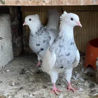 طوقی جوانه