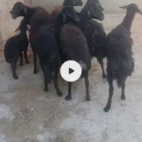 ۶راس میش با۲بره