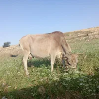 گاو دورگ|حیوانات مزرعه|اندیمشک, |دیوار