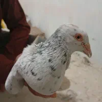 کبوتر|پرنده|شیروان (خراسان), |دیوار