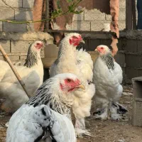 خروس برهما