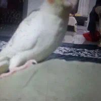 عروس هلندی گمشده