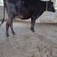 گاو شیری جوان نژاد جرسی
