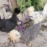 نژاد،،برهما،