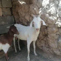 فروش بز