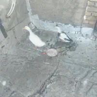 اردک