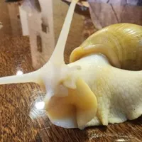 حلزون‌زنده