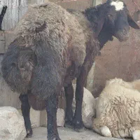حیوان افشار