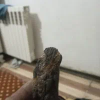 سنگهای نایاب شهاب سنگ