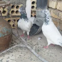 کبوترشیخ ملقی