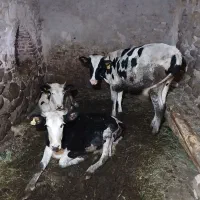 فروش گاو ماده