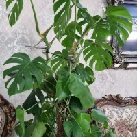 گل برگ انجیری