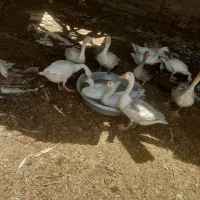 بط‌‌  مرغابی