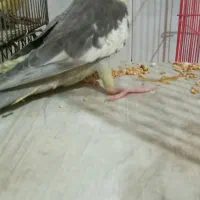 جوجه عروس هلندی