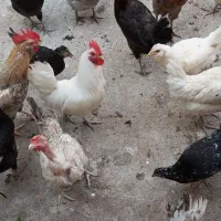 تعدادی مرغ و خروس محلی