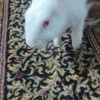 خرگوش سفید چشم شرابی