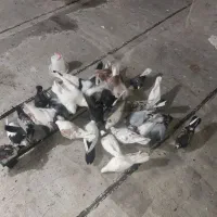 کفتر پرشی و زینتی