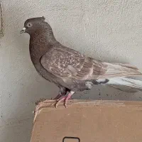 کفتر نر سنجابی دم سفید