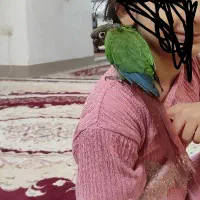 طوطی