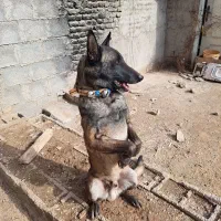 سگ نر مالینیوز اصل تربیت شده