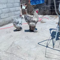 مرغ و خروس