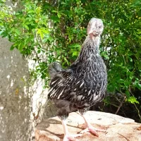 جوجه ویاندوت سیلور جی اس جی...