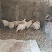 سلام