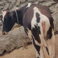 یک راس گاو دو دندان