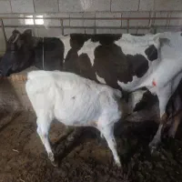 دوعدد گاو شیری به فروش میرسد