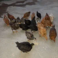 تیله بومی