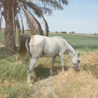 اسب
