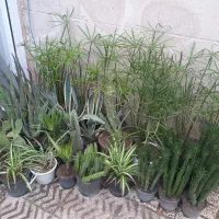 تعدادی گل و گیاه