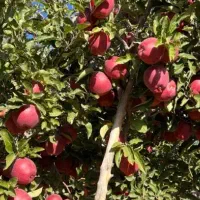 ثبت سفارش نهال سیب و بادام عمده پاییز واسفند