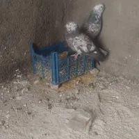 کبوتر‌چیل طهرانی