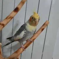 عروس هلندی نر ۳ ساله همراه با قفس