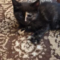واگذاری گربه dhs