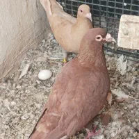 فروش یک جفت کبوتر
