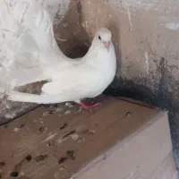 کبوتر
