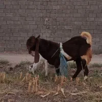 تیشتر نر