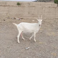 بز سانن سه راس سعادت شهر