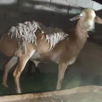 بره نر چینی