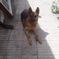 سگ ژرمن|سگ|جلفا, |دیوار
