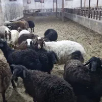 بره چاق