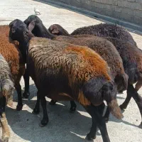 8عدد شیشک و میش قزل افشار
