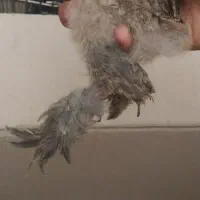 ۵ تا جوجه برهما فول کیفیت دونه ۴۰۰