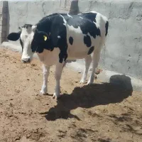 گوساله گاو