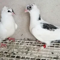 پرنده کبوتر جفت سفید کاکلی دوکت دم سیاه