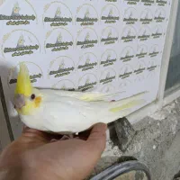 عروس هلندی جوجه بالغ جفت