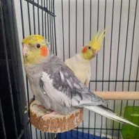جفت عروس هلندی