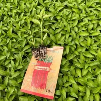 فروش انواع*نشا*